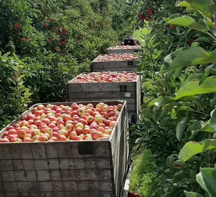 Appels en Peren assortiment compleet